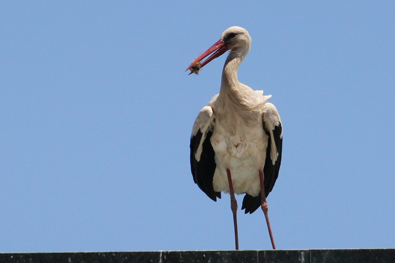 Weissstorch